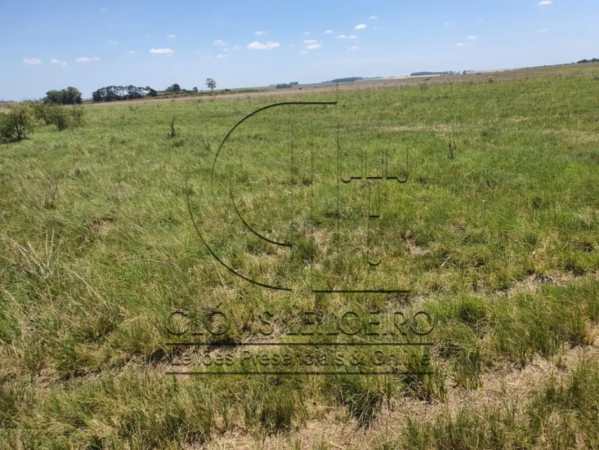 LOTE 001 - DIREITOS E AÇOES HEREDITÁRIOS DE FRAÇÕES DE CAMPO DE 65,16 HA + 49,78 HA, CONFOME MATR 3.279 DO CRI DE ALEGRETE
