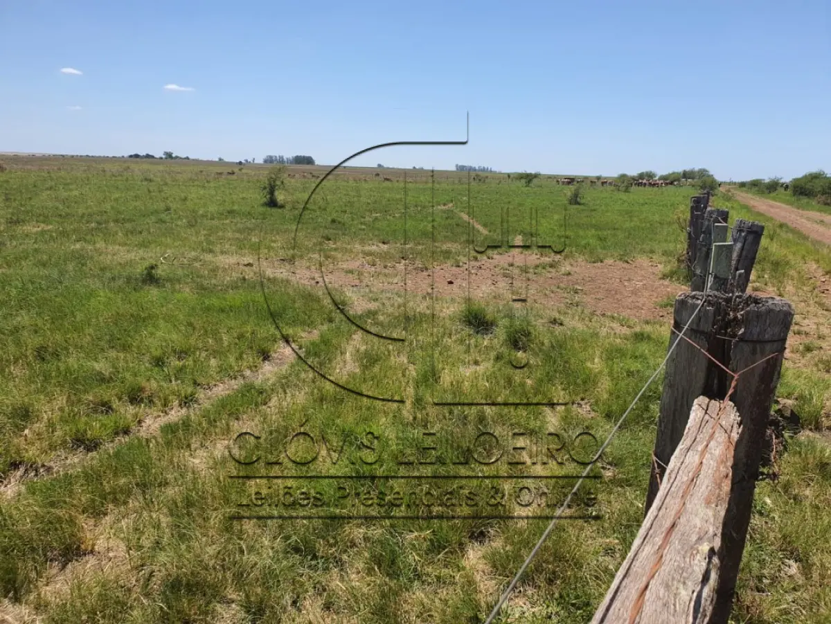 LOTE 001 - DIREITOS E AÇOES HEREDITÁRIOS DE FRAÇÕES DE CAMPO DE 65,16 HA + 49,78 HA, CONFOME MATR 3.279 DO CRI DE ALEGRETE