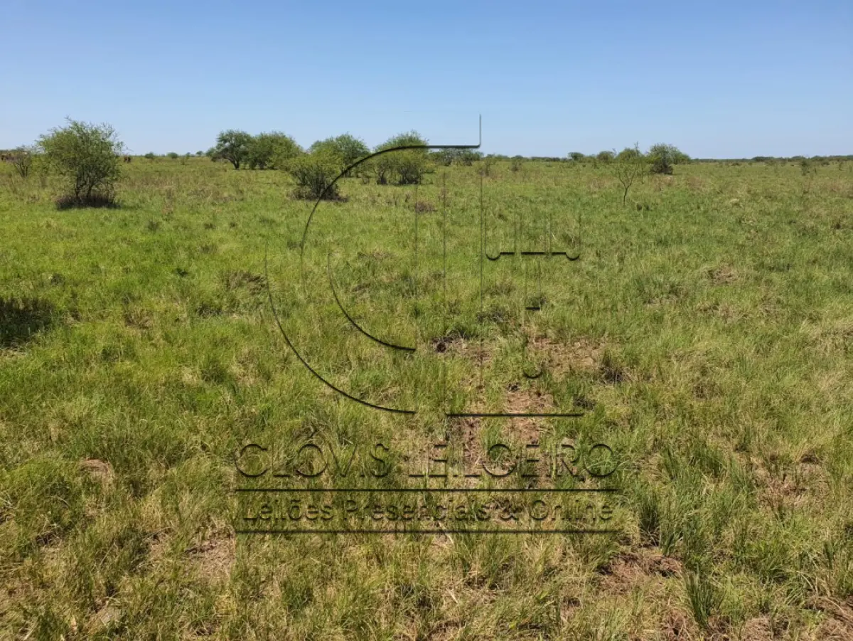LOTE 001 - DIREITOS E AÇOES HEREDITÁRIOS DE FRAÇÕES DE CAMPO DE 65,16 HA + 49,78 HA, CONFOME MATR 3.279 DO CRI DE ALEGRETE