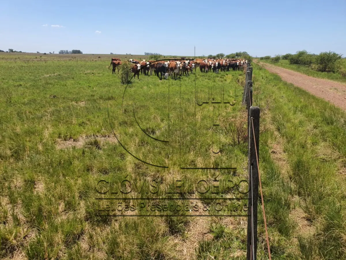 LOTE 001 - DIREITOS E AÇOES HEREDITÁRIOS DE FRAÇÕES DE CAMPO DE 65,16 HA + 49,78 HA, CONFOME MATR 3.279 DO CRI DE ALEGRETE