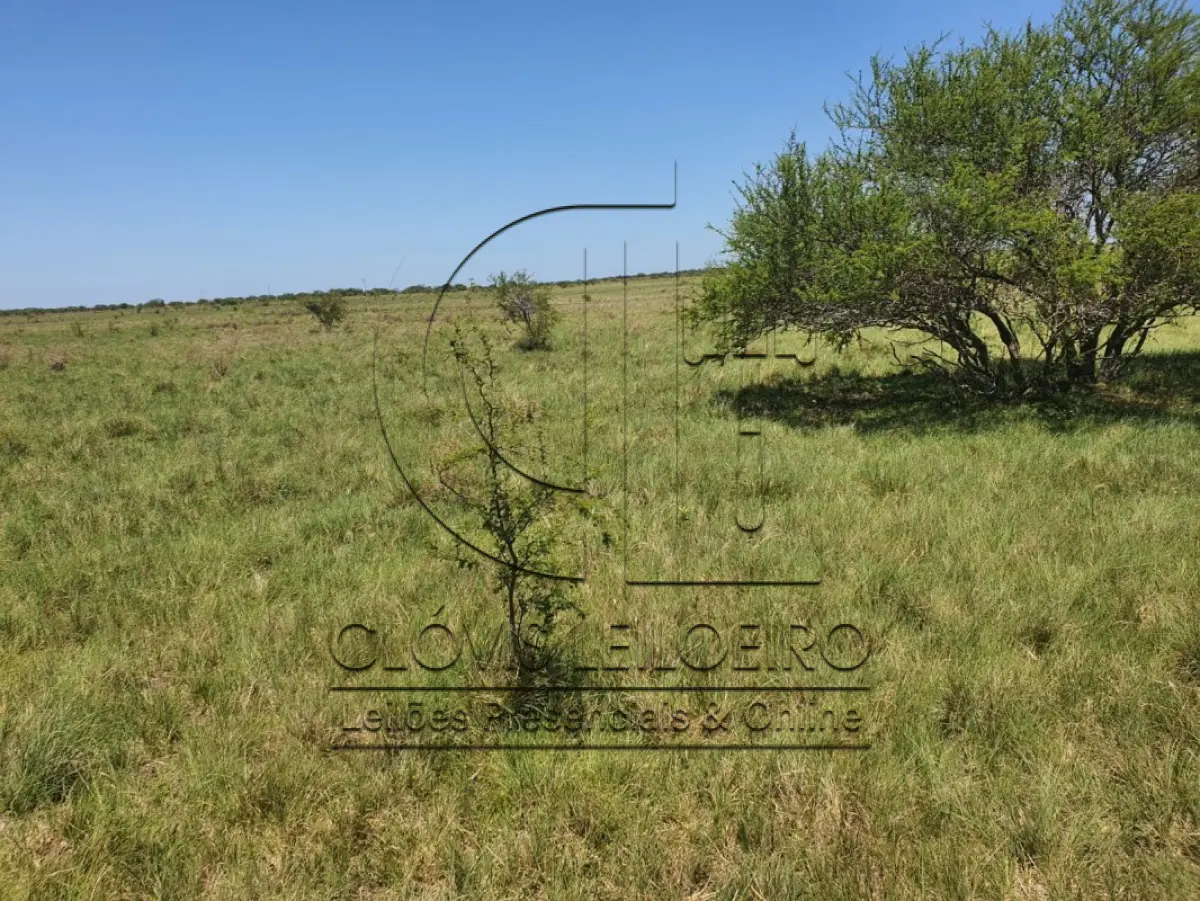 LOTE 001 - DIREITOS E AÇOES HEREDITÁRIOS DE FRAÇÕES DE CAMPO DE 65,16 HA + 49,78 HA, CONFOME MATR 3.279 DO CRI DE ALEGRETE