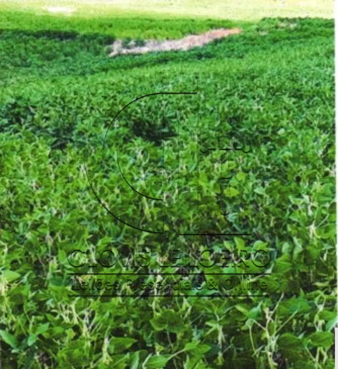 LOTE 002 - UMA FRAÇÃO DE CAMPO DE 9,4397 HECTARES, CFE MATR. 8.218 CRI ROSÁRIO DO SUL