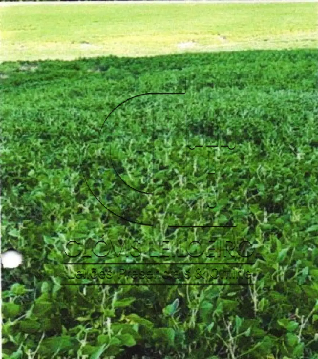 LOTE 002 - UMA FRAÇÃO DE CAMPO DE 9,4397 HECTARES, CFE MATR. 8.218 CRI ROSÁRIO DO SUL