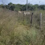 LOTE 001 - UMA FRAÇÃO DE CAMPO DE 321.000,00 M²