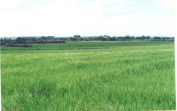 UMA FRAÇÃO DE CAMPO com área de 3.235.094m² , Matr. 14.458, localizado em Alegrete - RS