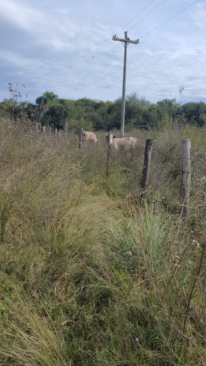 UMA FRAÇÃO DE CAMPO DE 321.000,00 M², localizado em Rosário Do Sul - RS