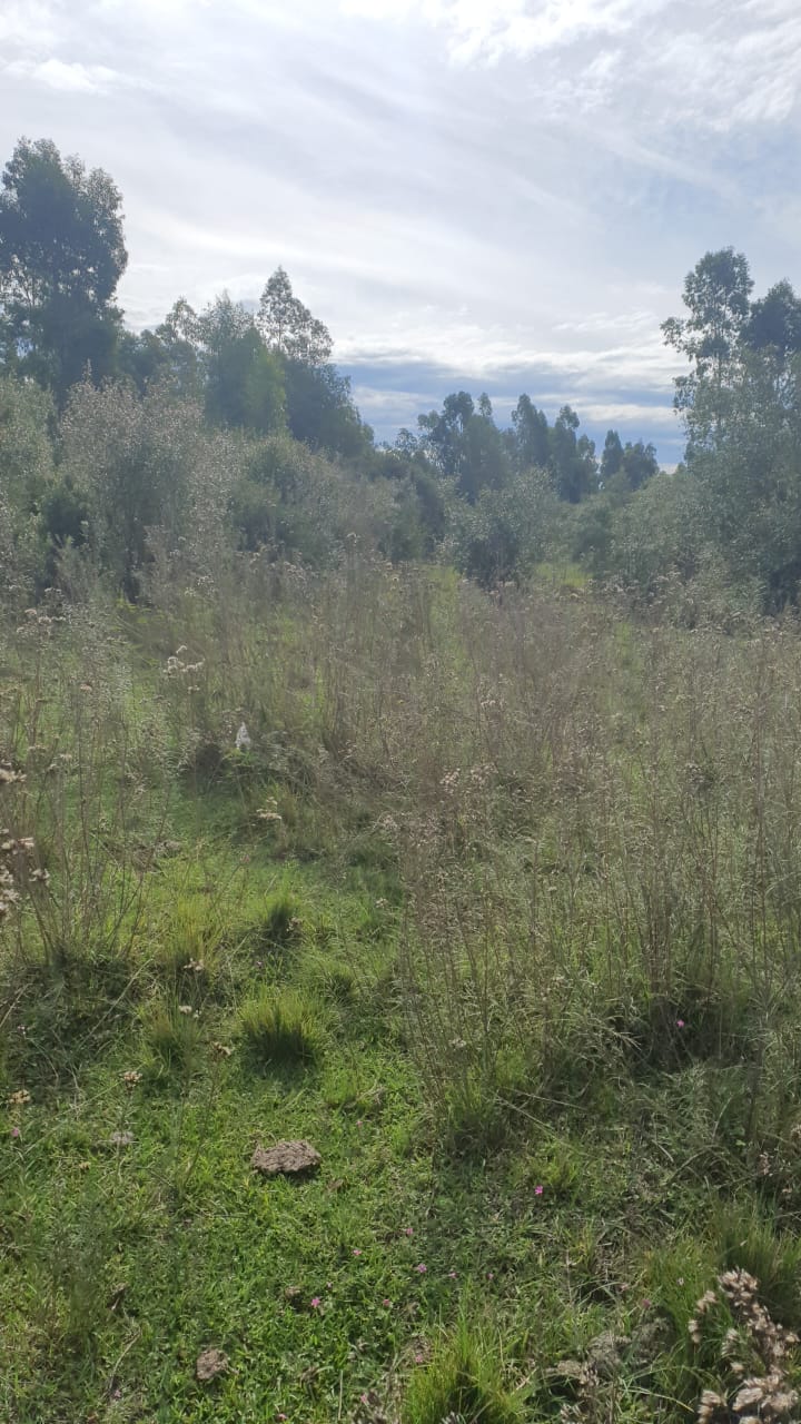 UMA FRAÇÃO DE CAMPO DE 321.000,00 M², localizado em Rosário Do Sul - RS